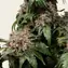 White Widow - Regular - Image 3