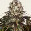 Bruce Banner - Main Image
