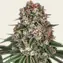 Tropicanna Banana - Main Image