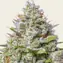 Blue Gelato 41 - Main Image