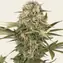 Master Kush - Regular - Main Image