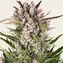 Gorilla Zkittlez Auto - Image 3