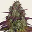 Mimosa EVO - Main Image