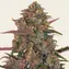 Pineapple Chunk - Image 1