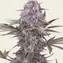 Master Kush - Regular - Image 2