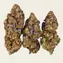 Mimosa EVO - Image 3