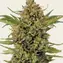Acapulco Gold - Regular - Image 1