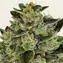Gorilla Zkittlez - Image 3