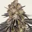 Rainbow Sherbet - Main Image