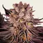 Mimosa x Orange Punch - Image 1