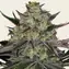 Gorilla Zkittlez - Image 1