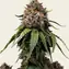 White Widow - Regular - Image 1