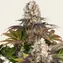 Bruce Banner - Image 3