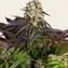 Purple Punch x Lemon Drizzle - Image 2