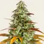 Watermelon Zkittlez Auto - Image 1