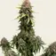 White Widow XXL Auto - Image 3