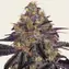 Watermelon Zkittlez - Main Image