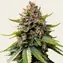 White Widow XXL Auto - Image 1