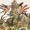 Blue Sunset Sherbert - Image 4