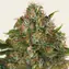 G13 Haze - Regular - Main Image