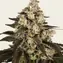 Trainwreck - Image 2