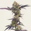 Tropicana Cherry - Image 1