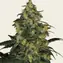 Blue Gelato 41 - Image 4