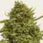 Pineapple Chunk - Image 2