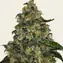 Blue Gelato 41 - Image 2