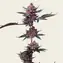 Cherry Poppers - Image 2