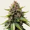 White Widow XXL Auto - Main Image