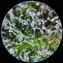 Microscope - Quality control - Image 2