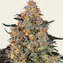 Bubba Kush - Image 1
