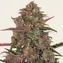 Pineapple Chunk - Main Image