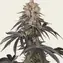 Rainbow Sherbet - Image 5