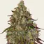 Amnesia Lemon - Image 3