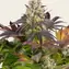 Purple Punch x Lemon Drizzle - Image 3