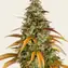 Watermelon Zkittlez Auto - Image 4