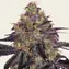 Watermelon Zkittlez - Image 1