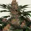 Purple Punch - Image 3
