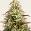 Watermelon Zkittlez Auto - Image 2