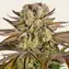 Pineapple Express - Image 1