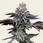 Blue Dream - Main Image