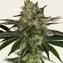 Gorilla Zkittlez - Image 2