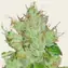 G13 Haze - Regular - Image 3