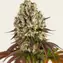 Sour Diesel - Main Image
