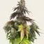 Blue Dream - Image 4