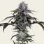 Durban Z - Image 2