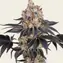 Gelato - Image 3