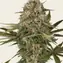 Master Kush - Regular - Image 3